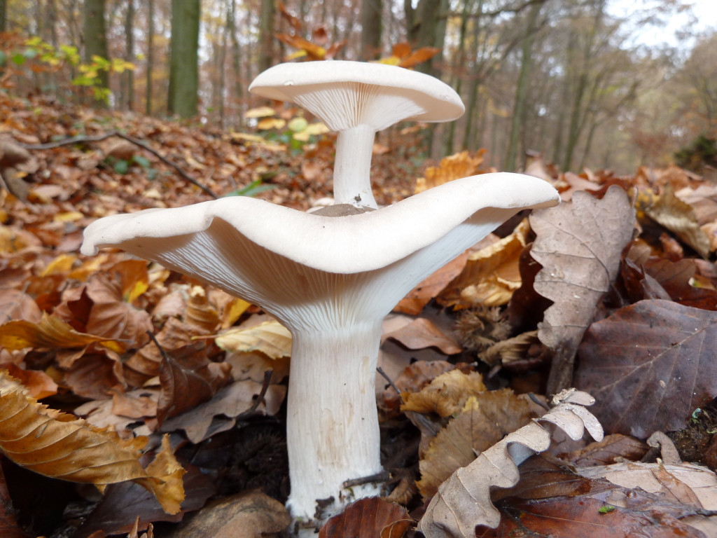 Clitocybe nebularis