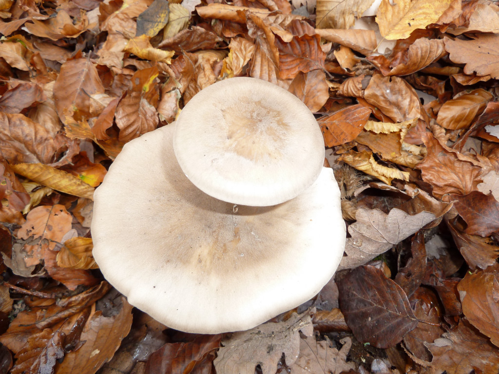 Clitocybe nebularis