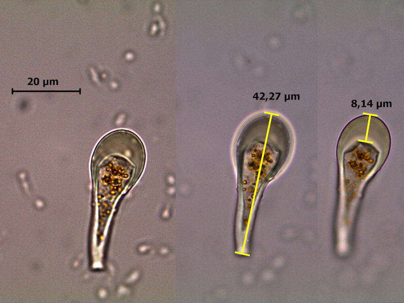 Melampsora_ larici-populina_5.jpg