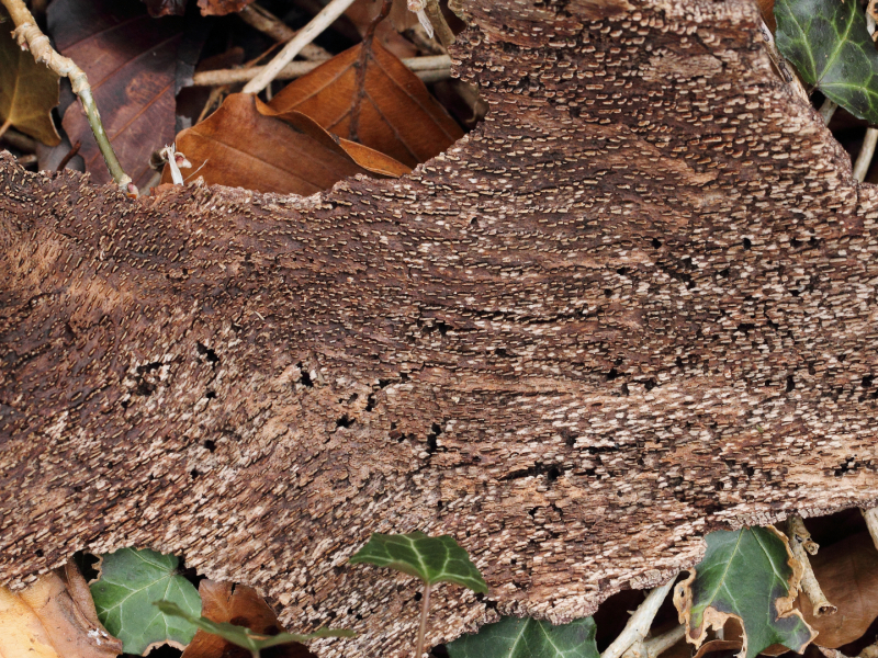 2014-03-27 #15608-f Fagus sylvatica Rinde innen.jpg