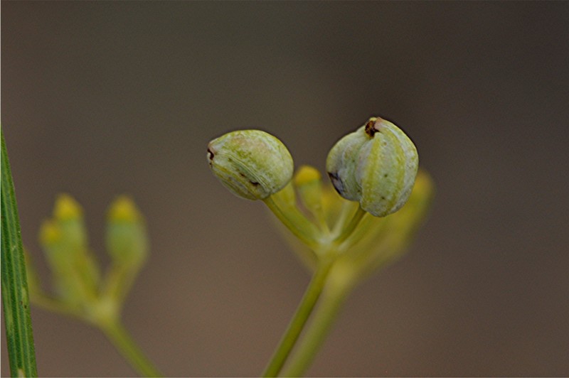_DSC0476 Ausschnitt, Helligkeit, Schärfe, klein.JPG