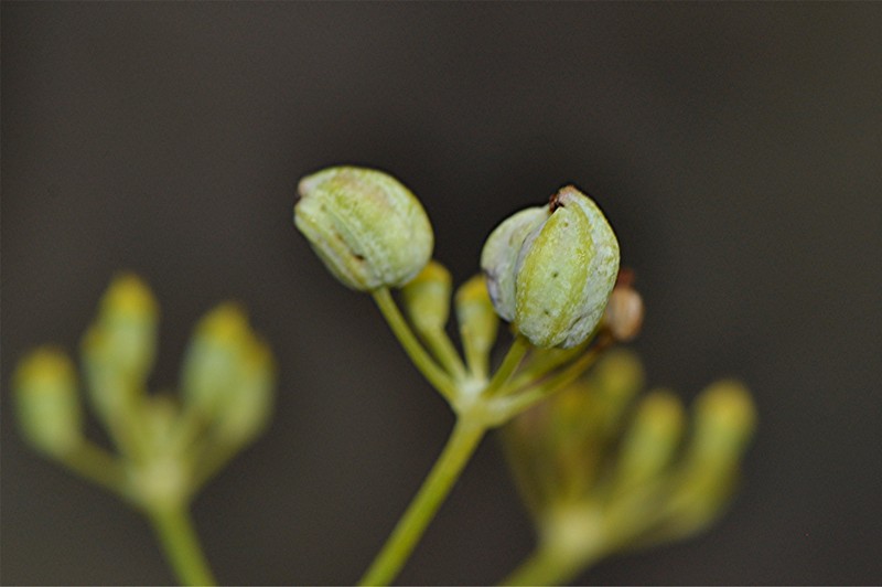 _DSC0479 Ausschnitt, Helligkeit, Schärfe, klein.JPG