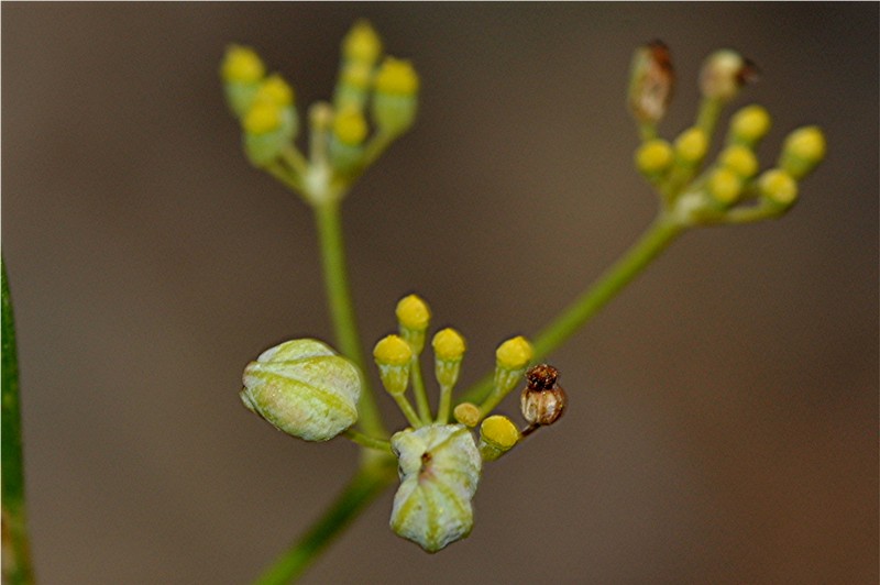 _DSC0481 Ausschnitt, Helligkeit, Schärfe, klein.JPG