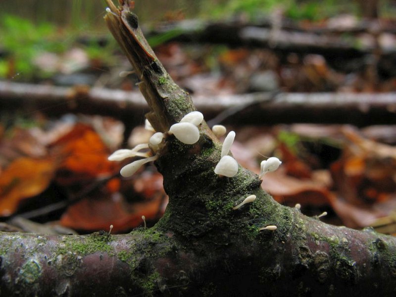 Typhula sphaeroidea_8507.JPG