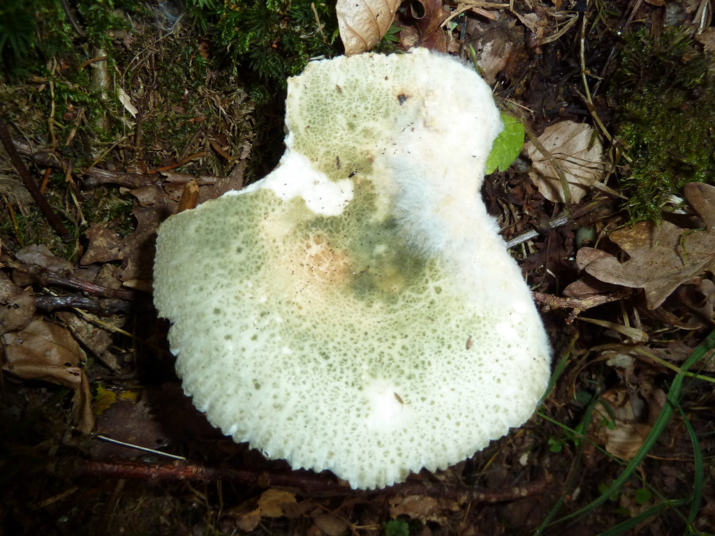 Grüngefelderter Täubling