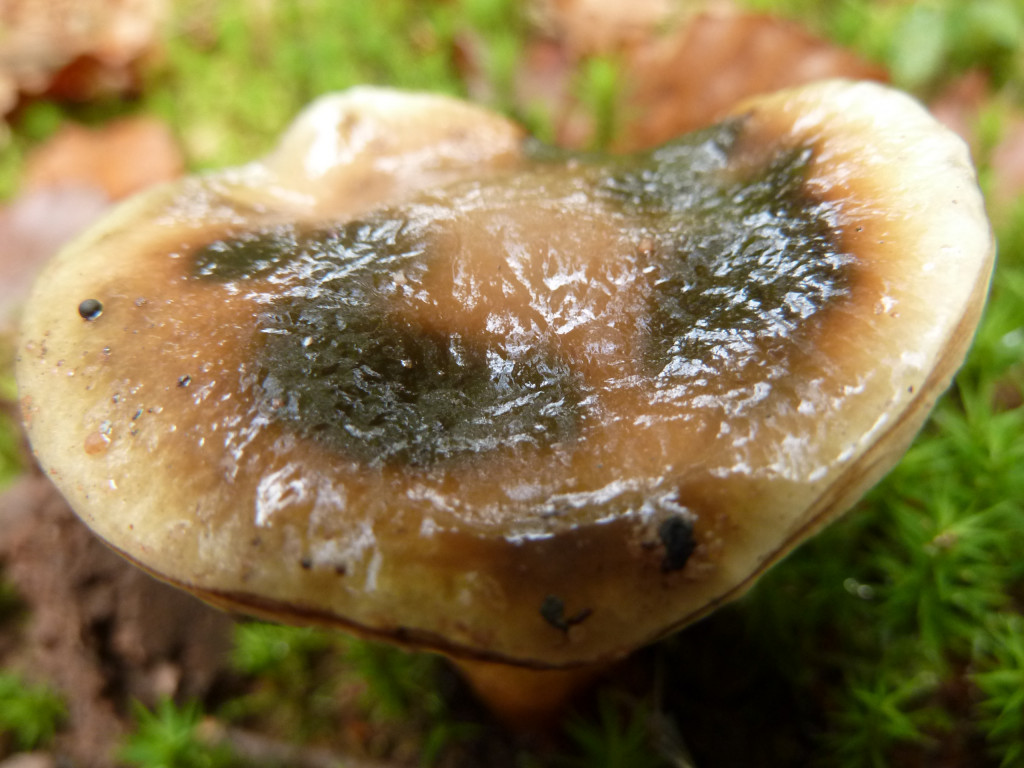 Grosser Gelbfuss/Kuhmaul