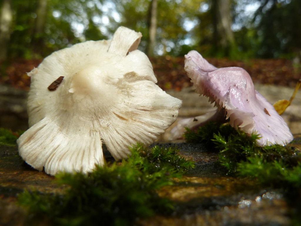 Inocype geophylla &amp;<br />Inocype geophylla var. lilacina