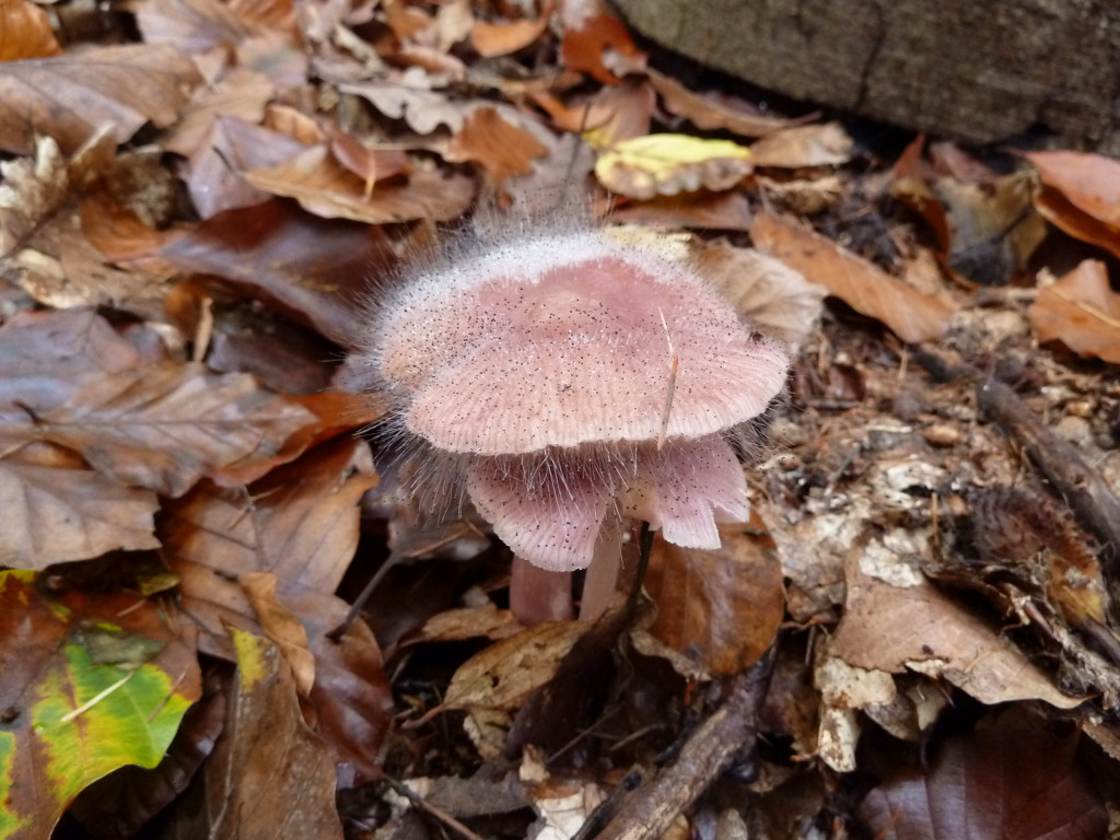 Mycena rosea