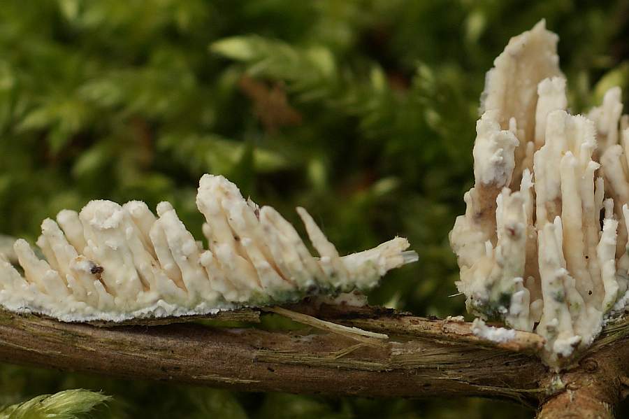 Bild 3: hängend wachsende Fruchtkörper (Ansicht horizantal gespiegelt)