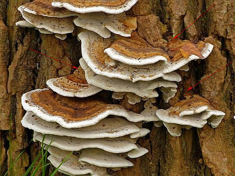 Schmetterlings%20Tramete_a02%20(Copy).jpg