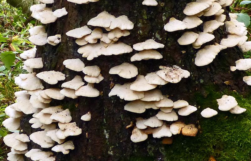 Baumpilze_xyz_02 (Copy).jpg