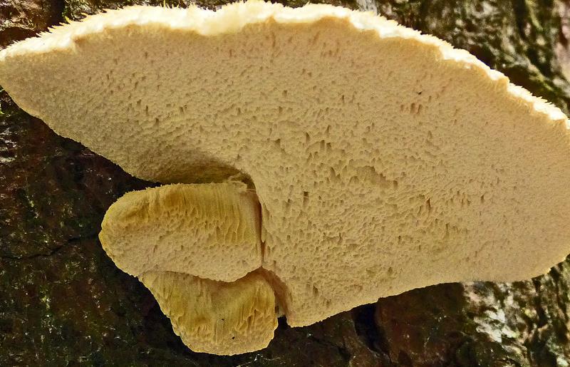 Baumpilze_xyz_04 (Copy).jpg