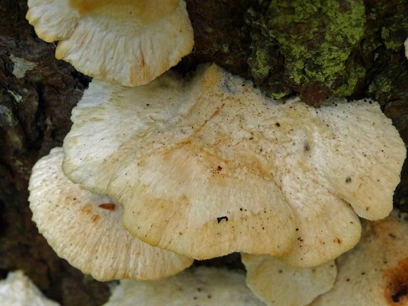 Baumpilze_xyz_05 (Copy).jpg