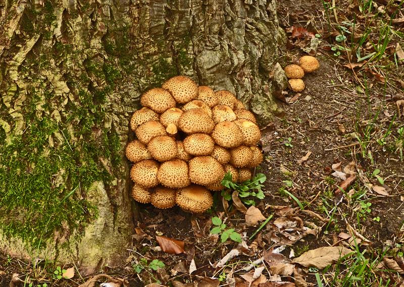 Sparriger Schüppling_a01_b (Copy).jpg