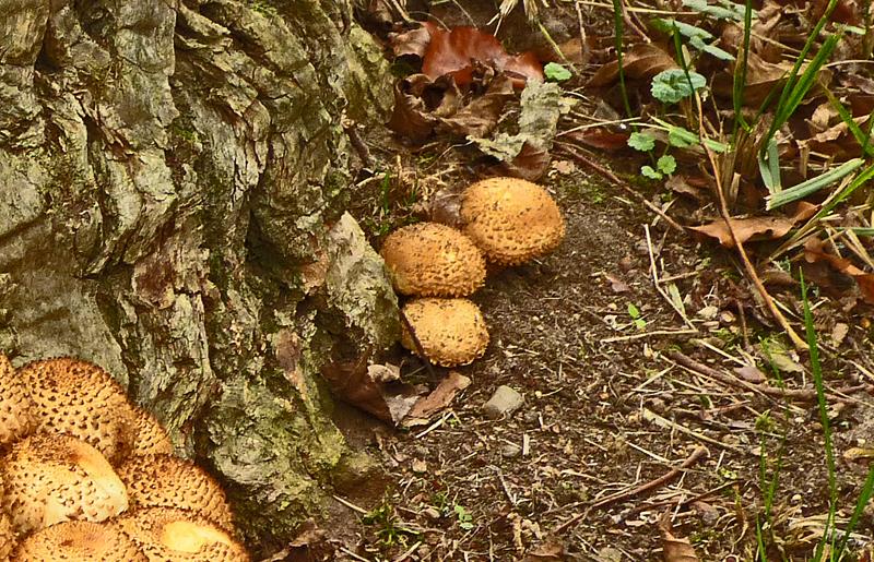 Sparriger Schüppling_a02 (Copy).jpg