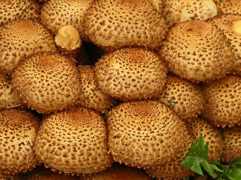 Sparriger Schüppling_a03 (Copy).jpg