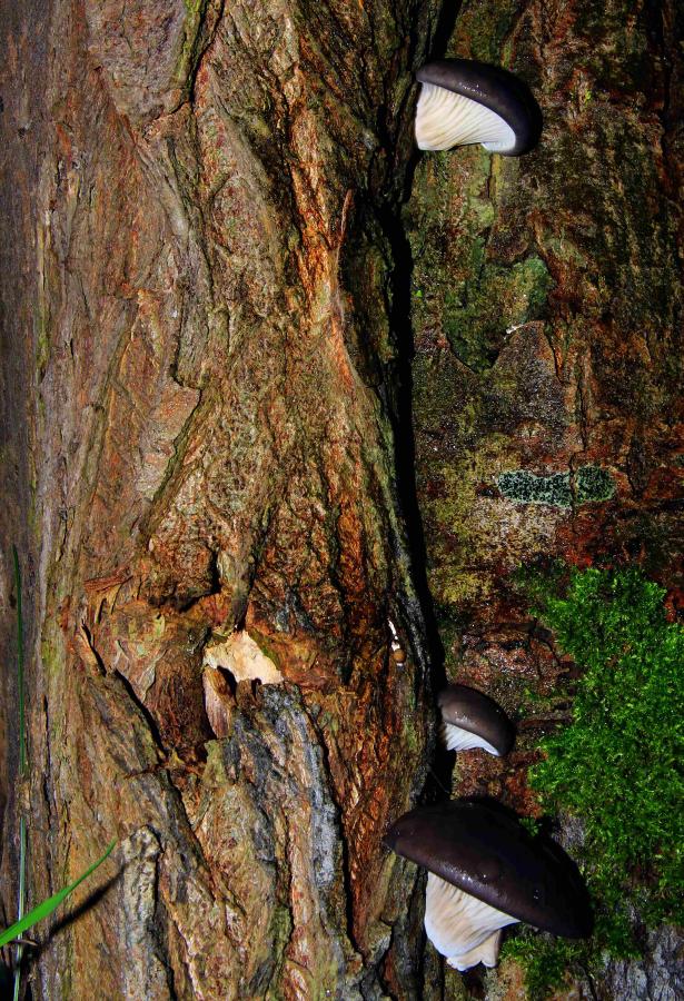 Austern-Seitling (Pleurotus ostreatus).jpg