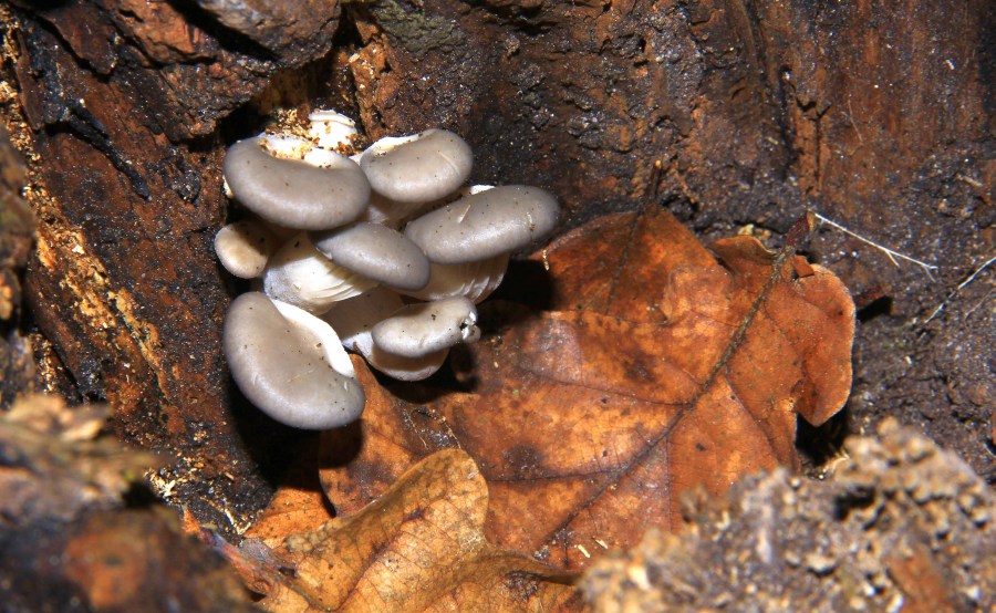 klitzekleine Austern-Seitlinge(Pleurotus ostreatus).jpg