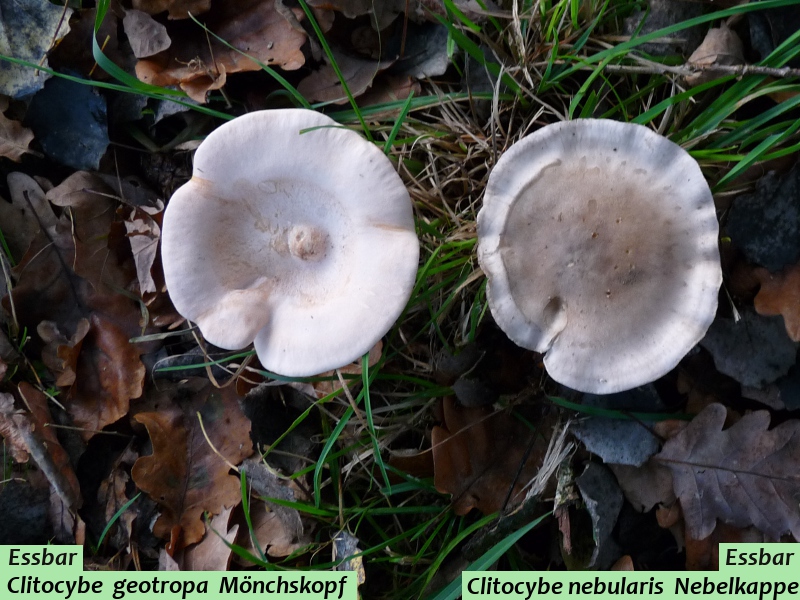 Clitocybe geotropa 1 .JPG