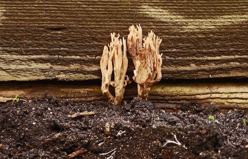 Ramaria sp._a01 (Copy).jpg