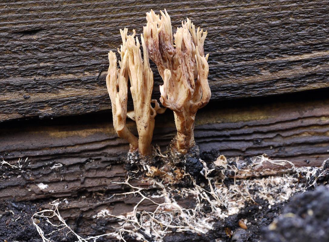 Ramaria sp._a02 (Copy).jpg