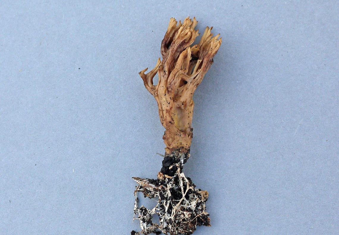 Ramaria sp._a03 (Copy).jpg