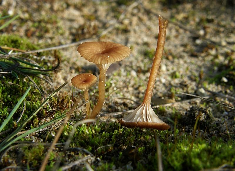 Omphalina pyxidata = Rotbrauner Nabeling.JPG