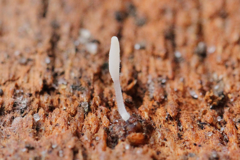 2014-11-20 #22843-f Typhula spec II.jpg