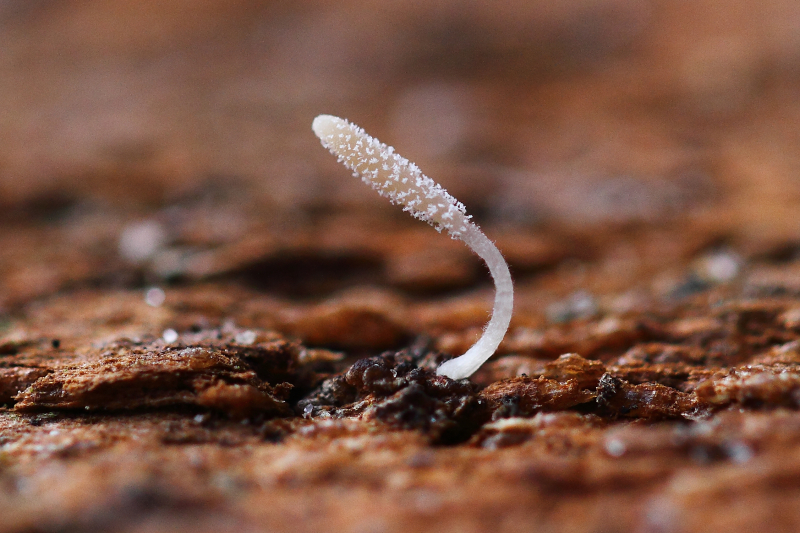 2014-12-06 #22929-f Typhula spec II.jpg