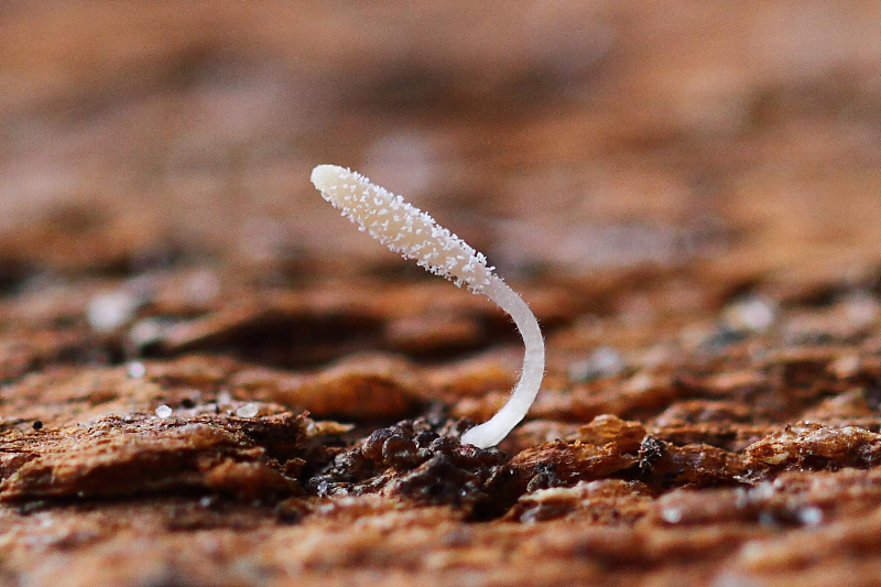 2014-12-06 #22933-f Typhula spec II.jpg