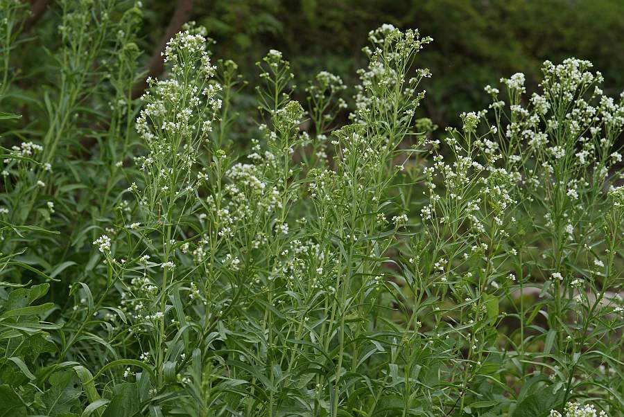 2009-05-18 #5146-w Kreuzblütler.jpg