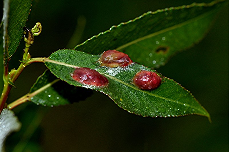 _DSC0824 Blattoberseite, Ausschnitt, Kontrast, Schärfe, klein.jpg