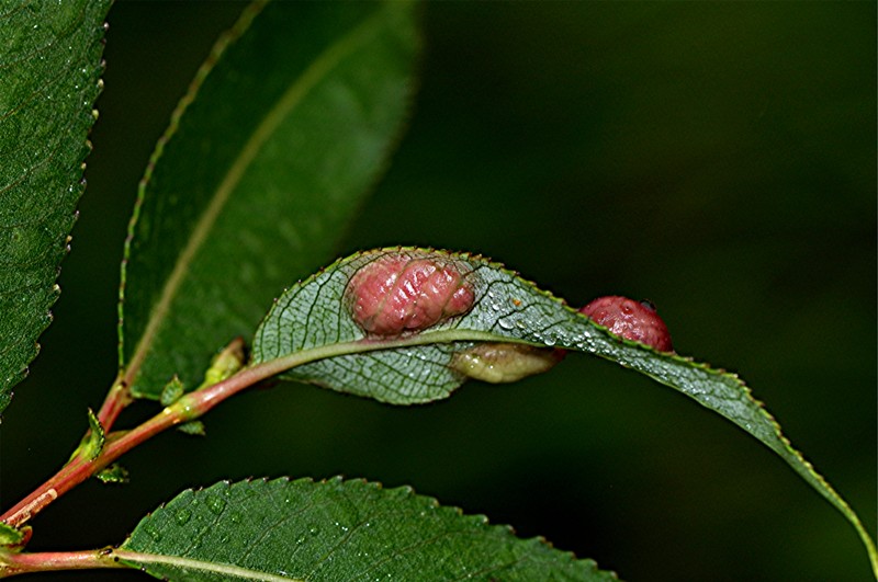 _DSC0825 Blattunterseite, Kontrast, Schärfe, klein.jpg