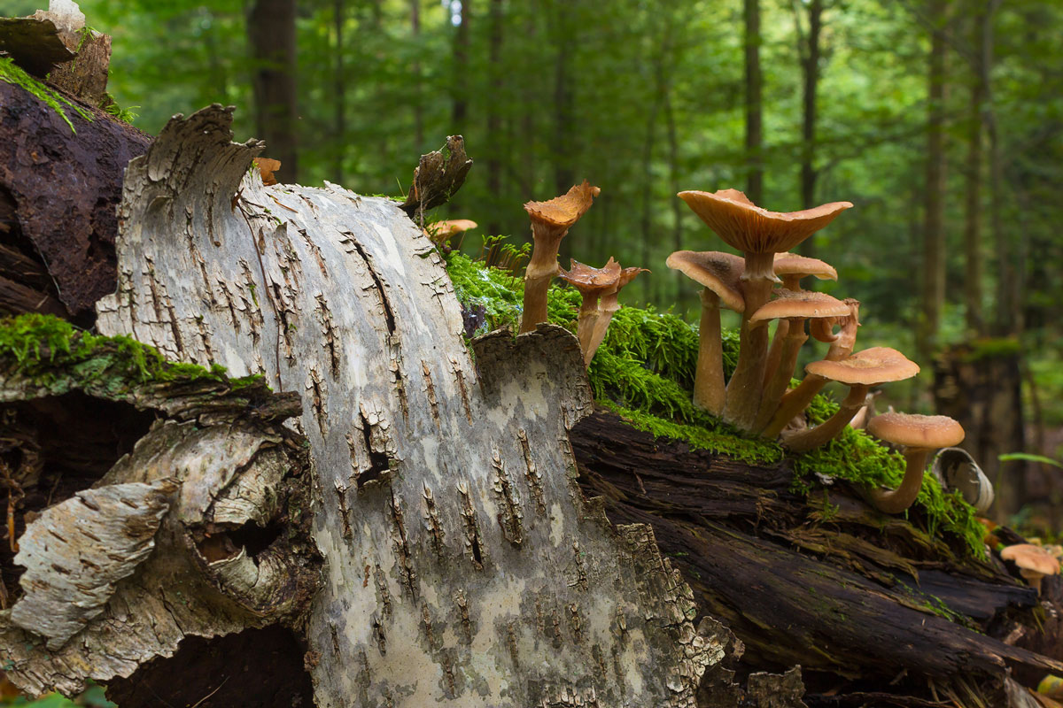 Steigerwald_Pilz_1200.jpg