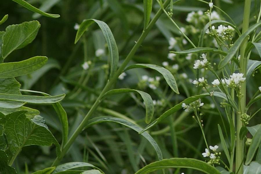 2009-05-18 #5146-w1 Kreuzblütler.jpg
