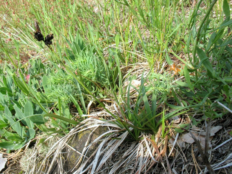 Anthracoidea caryophylleae auf Carex caryophyllea 1.JPG