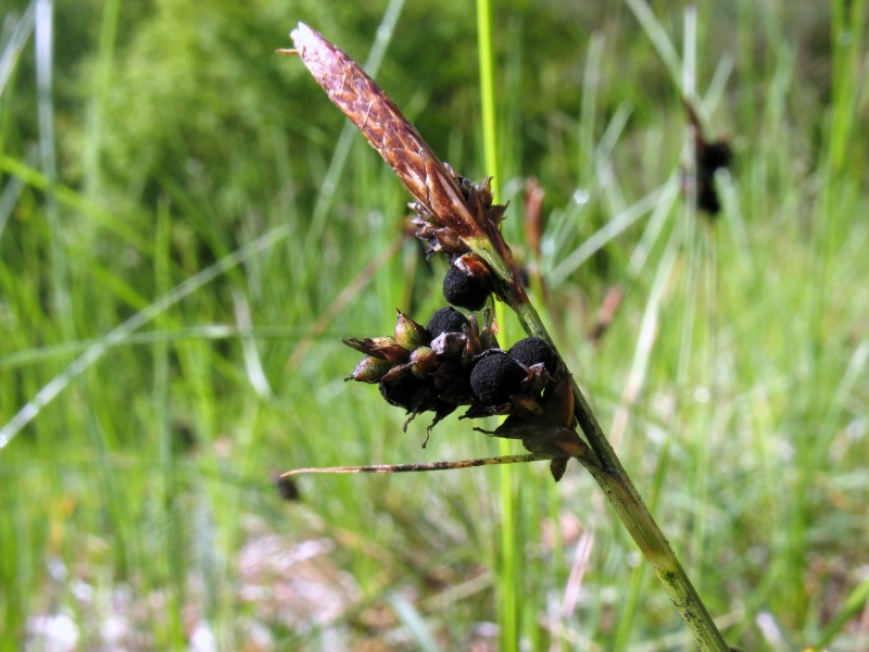 Anthracoidea caryophylleae auf Carex caryophyllea 2.JPG