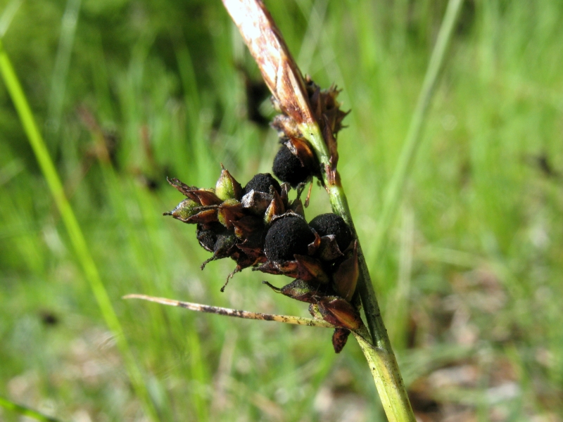 Anthracoidea caryophylleae auf Carex caryophyllea 3.JPG