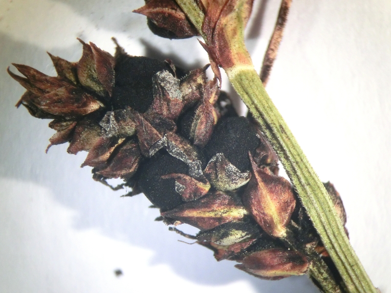 Anthracoidea caryophylleae auf Carex caryophyllea 4.JPG