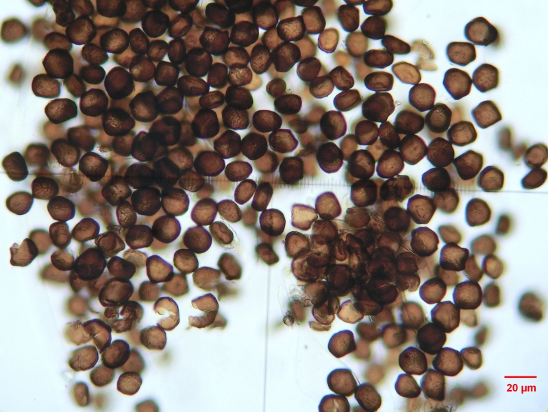 Anthracoidea caryophylleae auf Carex caryophyllea 5.JPG