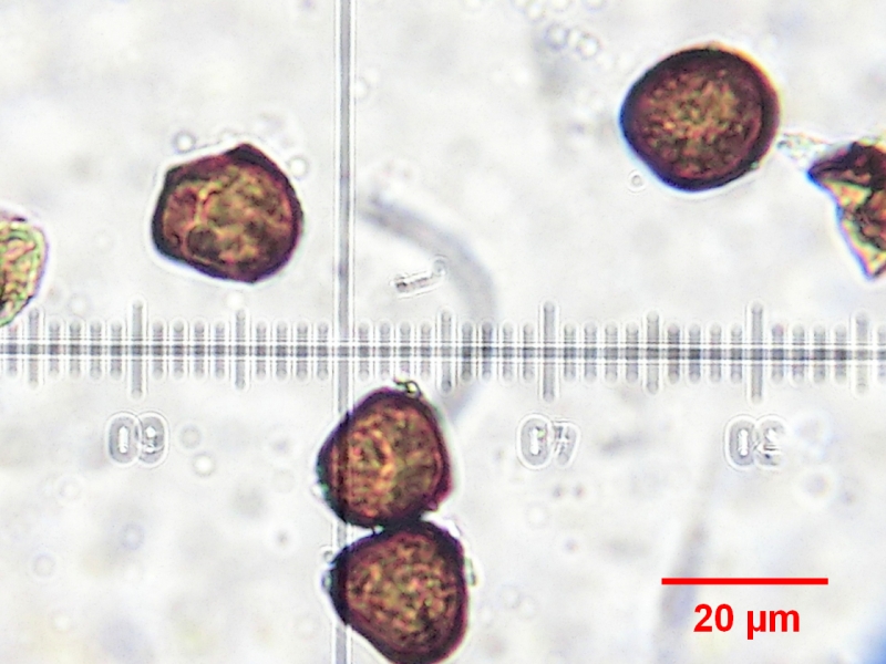 Anthracoidea caryophylleae auf Carex caryophyllea 6.JPG