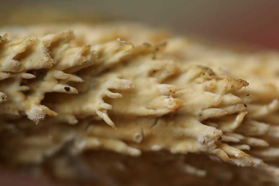 Bild 4: fransig behaarte und fingerartig gespaltene Enden