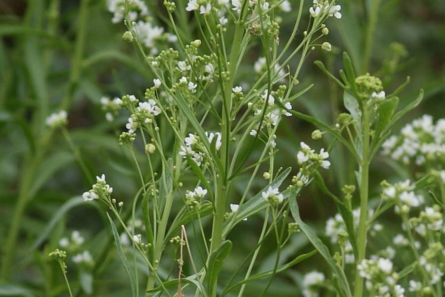 2009-05-18 #5146-w2 Kreuzblütler.jpg