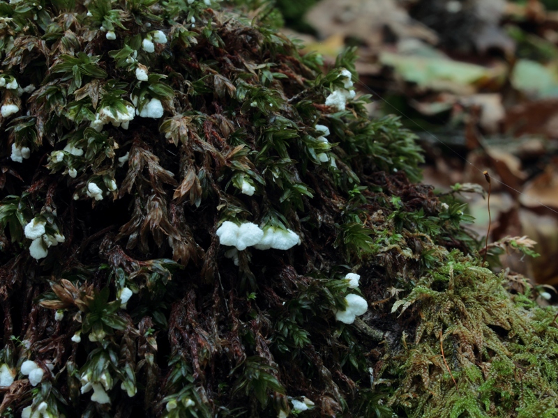 Rimbachia arachnoidea.JPG