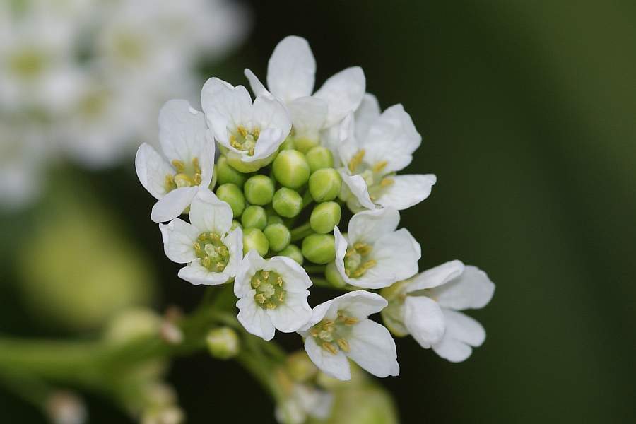 2009-05-18 #5147-w Kreuzblütler.jpg