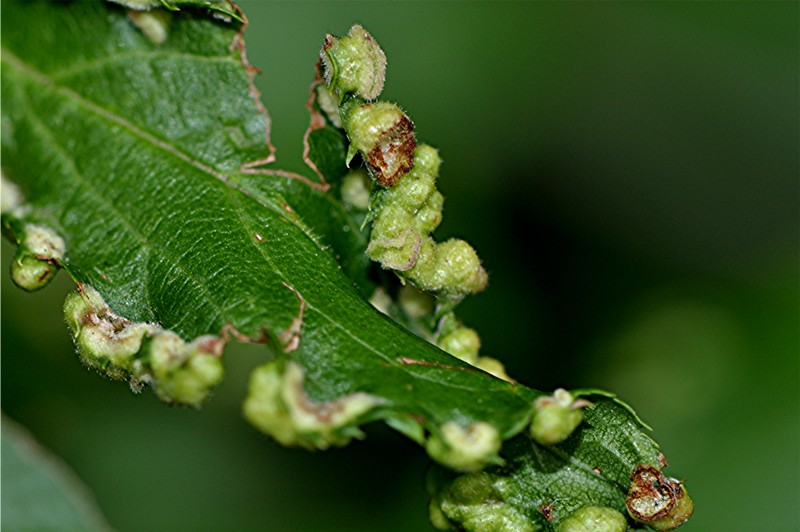 _DSC0703 Ausschnitt, Helligkeit, Schärfe, klein.jpg