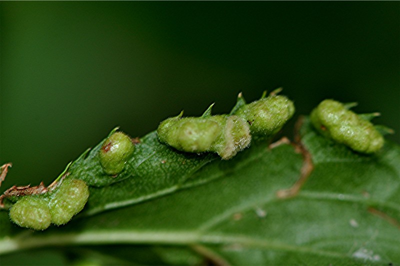 _DSC0704 Ausschnitt, Helligkeit, Schärfe, klein.jpg