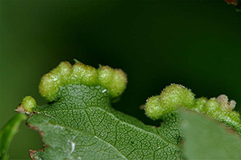 _DSC0705 Ausschnitt, Kontrast, Schärfe, klein.jpg