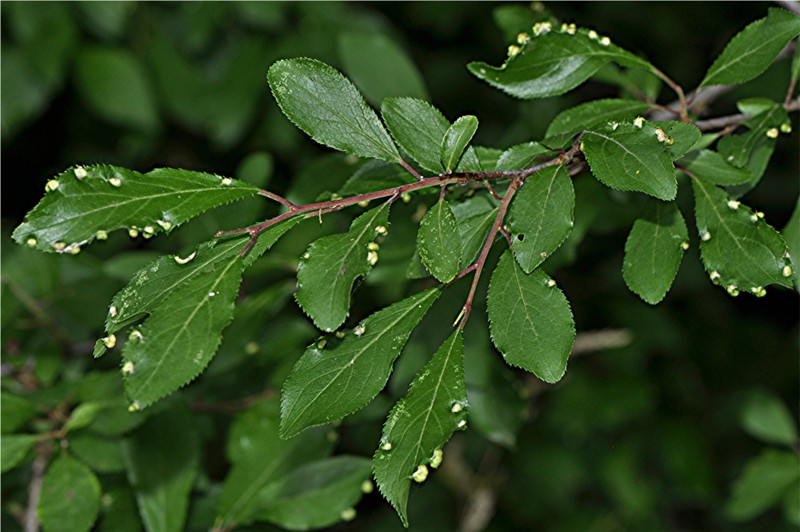 _DSC0706 Ausschnitt, Schärfe, klein.jpg