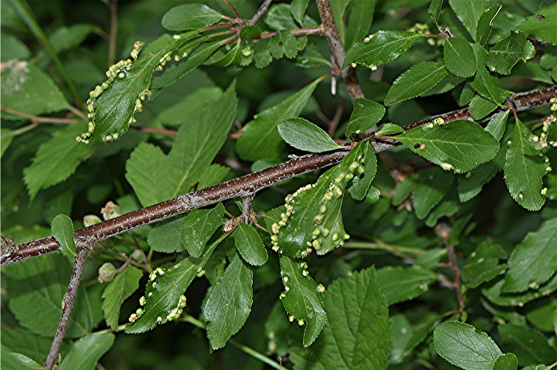 _DSC0707 Ausschnitt, Schärfe, klein.jpg